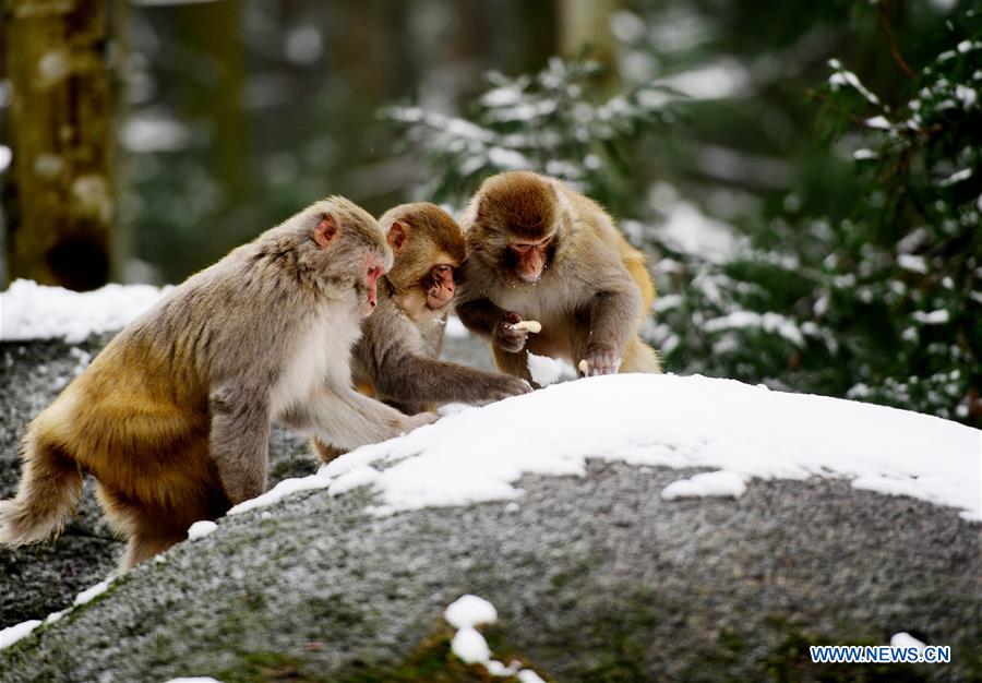 #CHINA-NATURE-ANIMAL (CN)