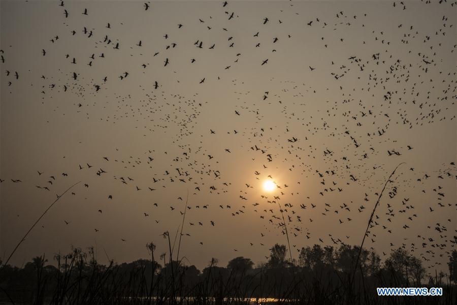 INDIA-KOLKATA-MIGRATORY BIRDS