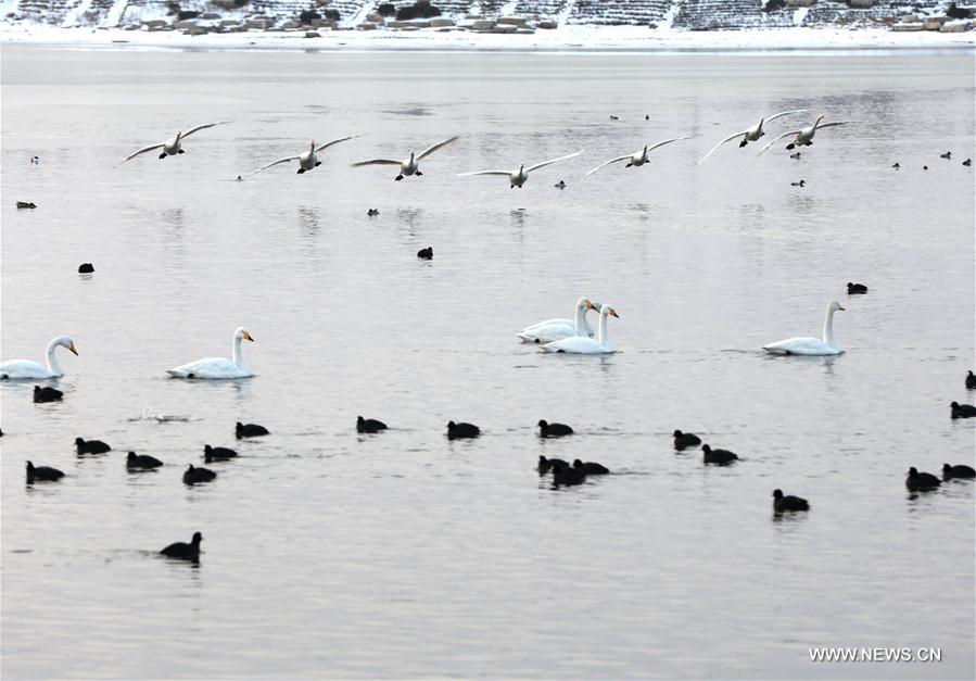 #CHINA-SHANDONG-RONGCHENG-SWAN (CN)