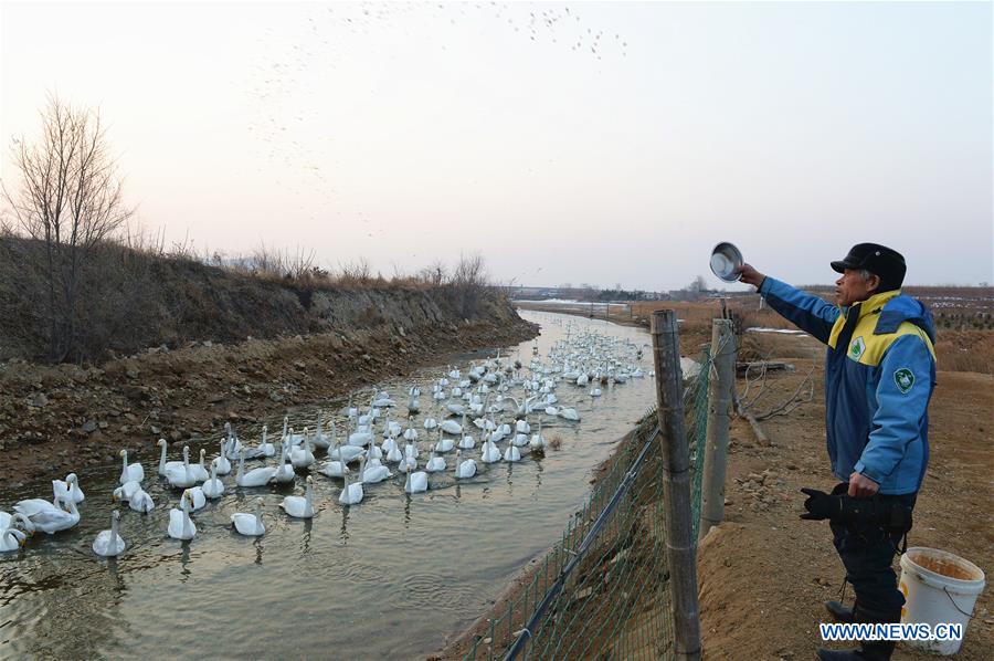 CHINA-SHANDONG-SWAN-PROTECTION (CN)