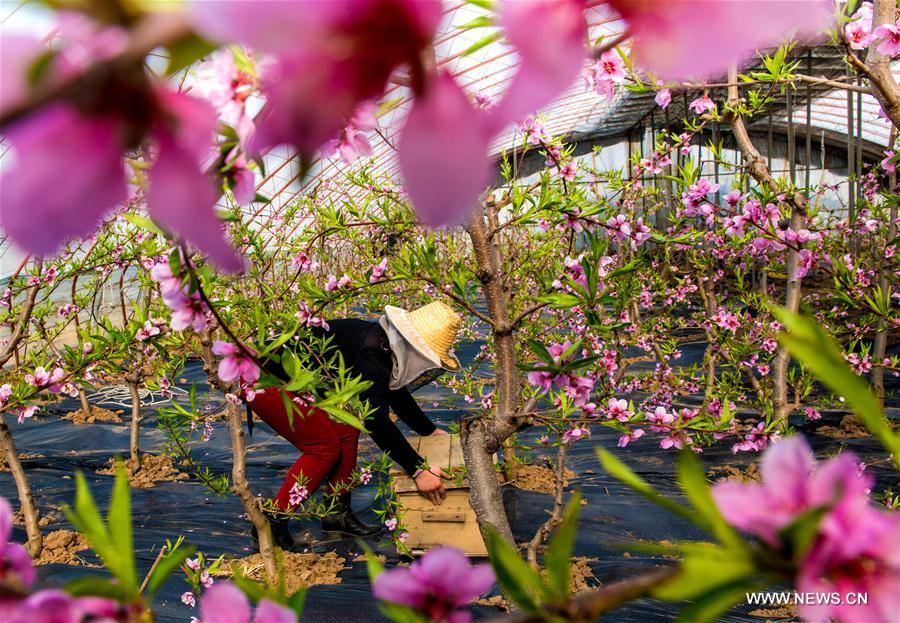 #CHINA-HAINAN-SPRING-AGRICULTURE(CN)