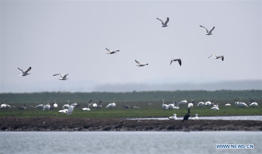 CHINA-HUNAN-EAST DONGTING LAKE-MIGRANT BIRDS (CN)