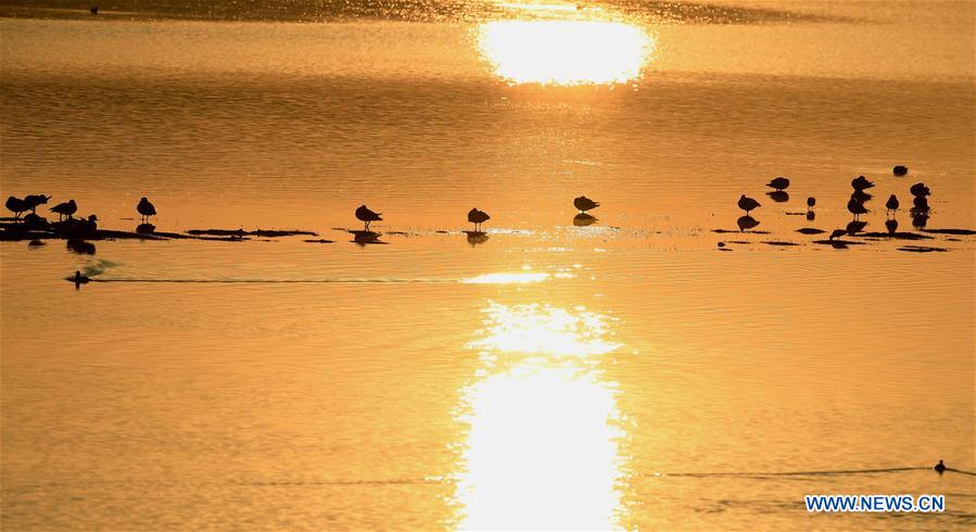 CHINA-YUNNAN-MIGRANT BIRDS (CN)