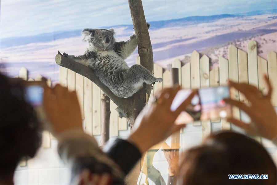 #CHINA-NANJING-KOALAS (CN)