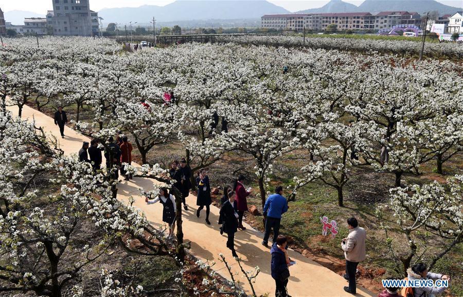 CHINA-JIANGXI-PEAR BLOSSOMS (CN)