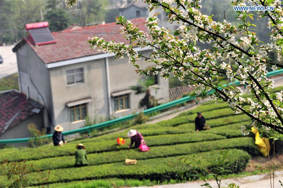 #CHINA-SPRING-TEA PICKING (CN)