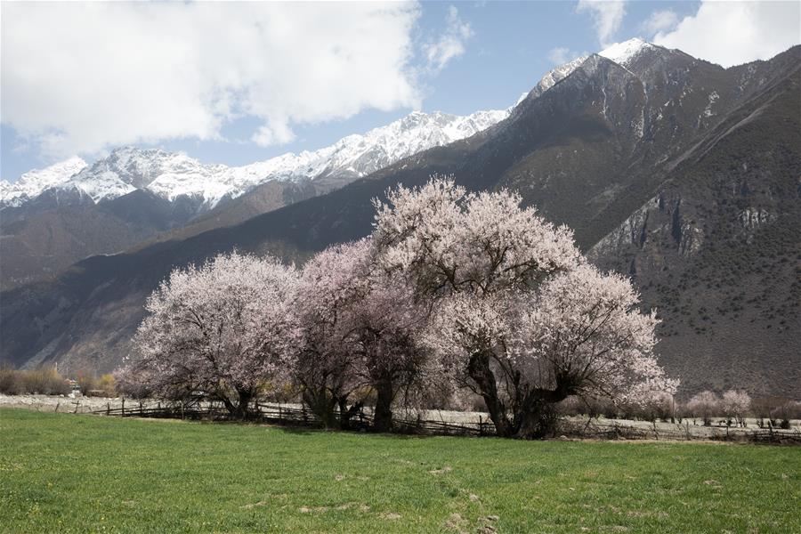 CHINA-TIBET-BOMI-PEACH BLOSSOM (CN)