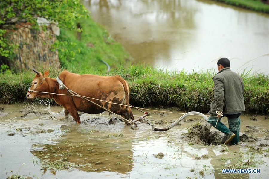 #CHINA-GUIZHOU-FARM WORK (CN)