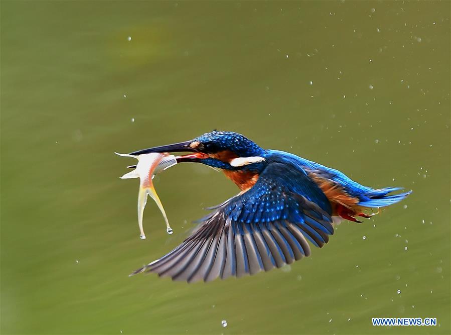 CHINA-SPRING-KINGFISHERS (CN)