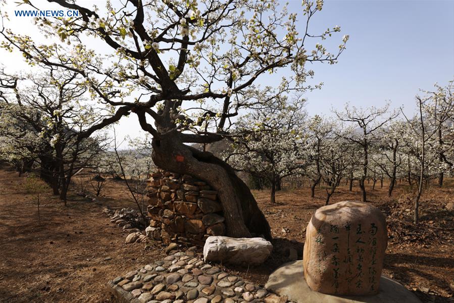 #CHINA-TIANJIN-PEAR BLOSSOM (CN)