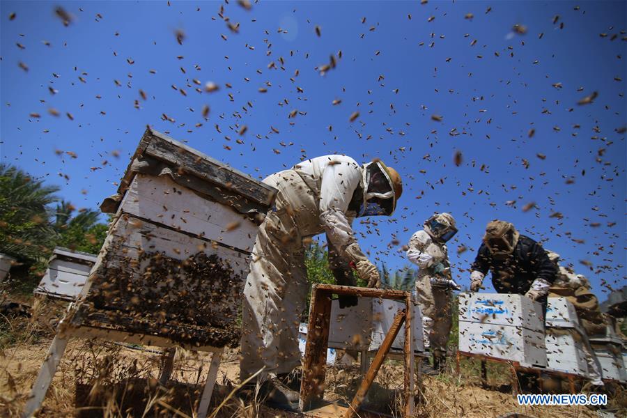 MIDEAST-GAZA-HONEY-COLLECTING