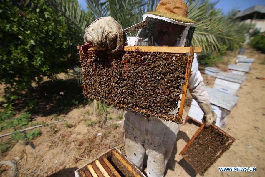 MIDEAST-GAZA-HONEY-COLLECTING