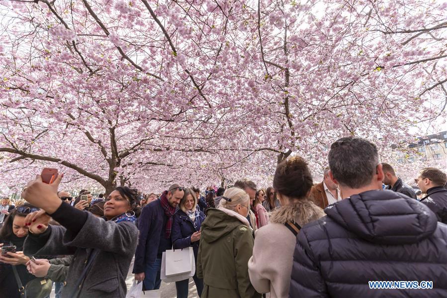 SWEDEN-STOCKHOLM-CHERRY BLOSSOM