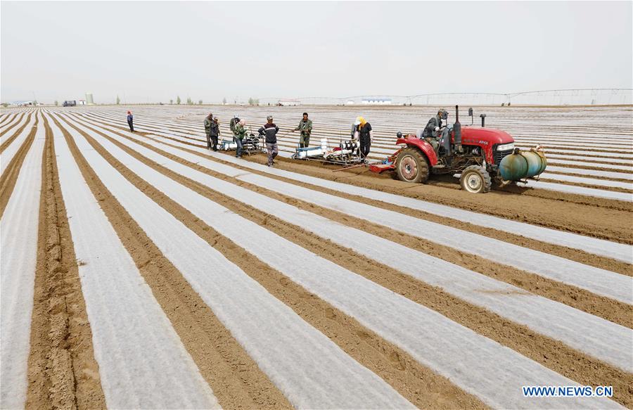 CHINA-HEBEI-EARLY SUMMER-FARMING (CN)