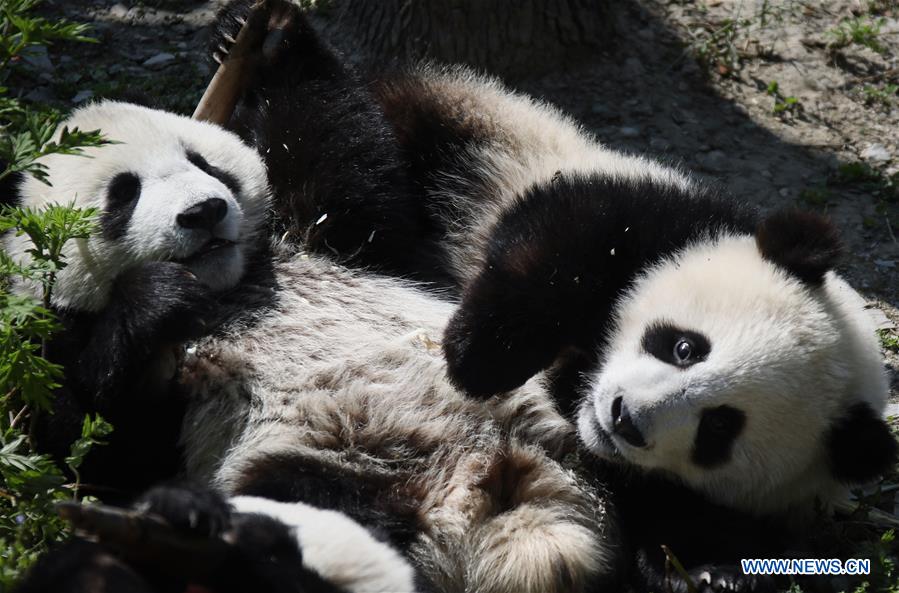 CHINA-SICHUAN-GIANT PANDA-SHENSHUPING PROTECTION BASE (CN)