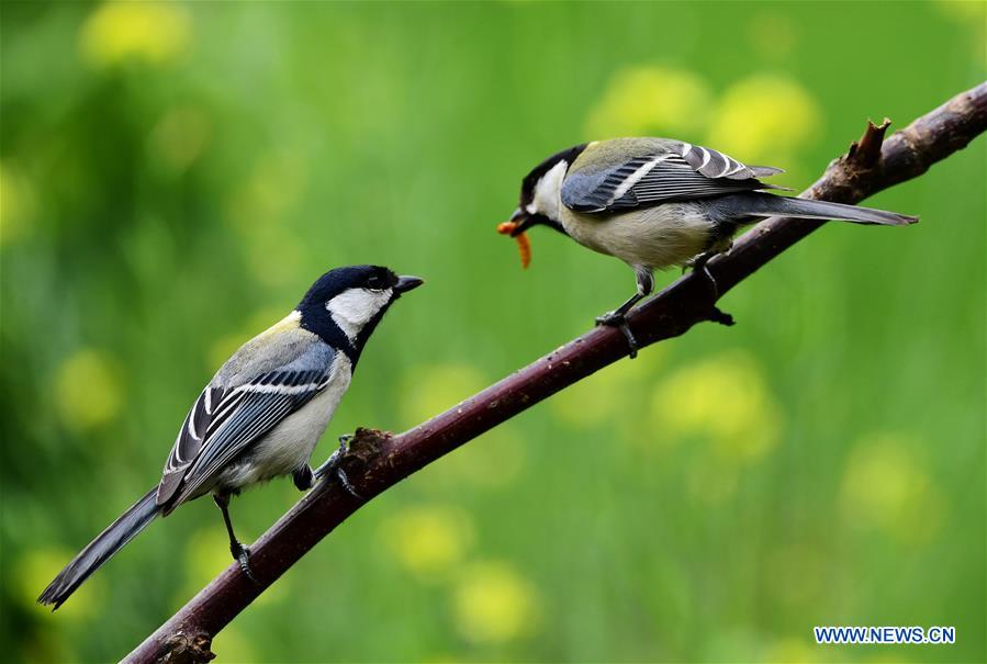 CHINA-EARLY SUMMER-BIRDS(CN)