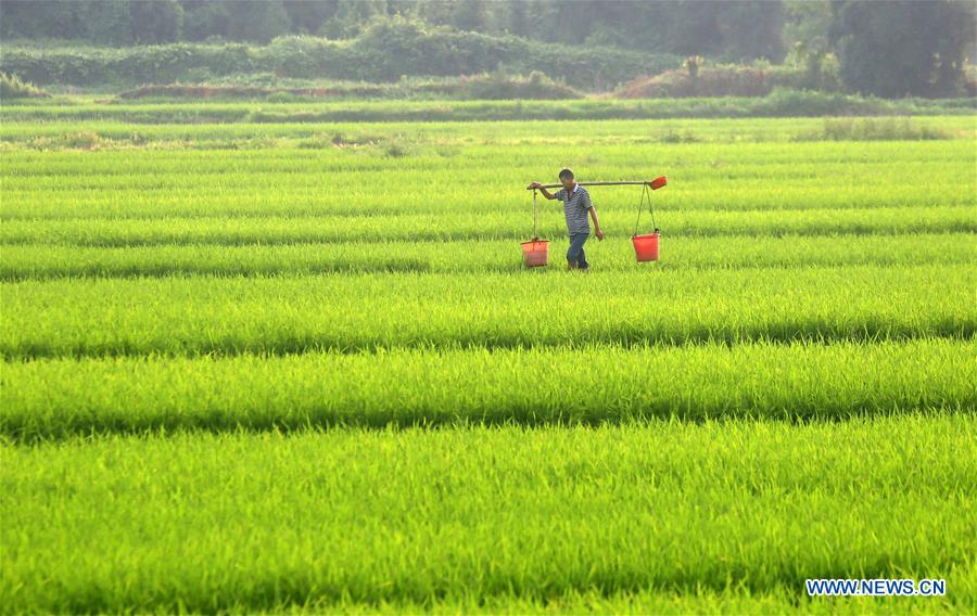 #CHINA-JIANGXI-AGRICULTURE (CN)