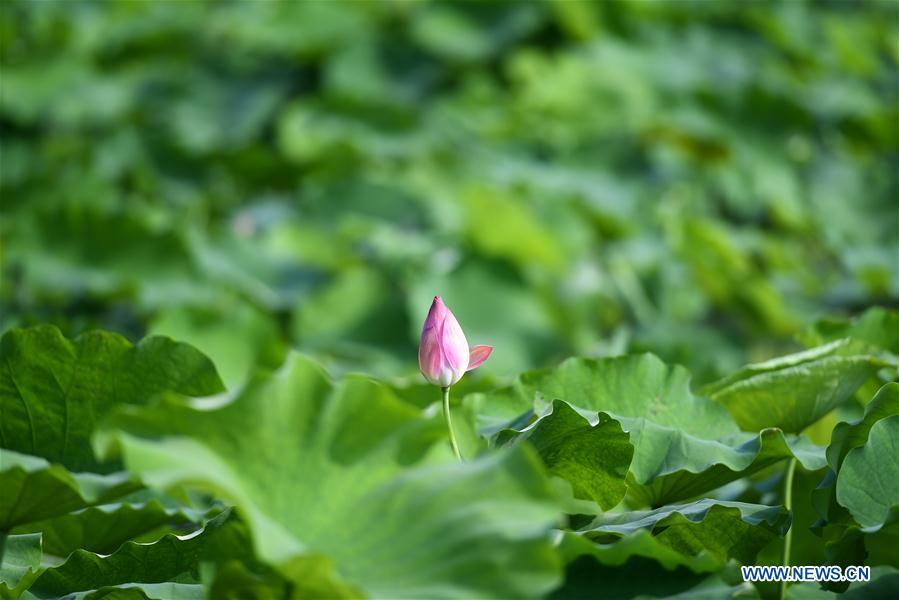 CHINA-GUANGXI-LIUZHOU-LOTUS POND (CN)