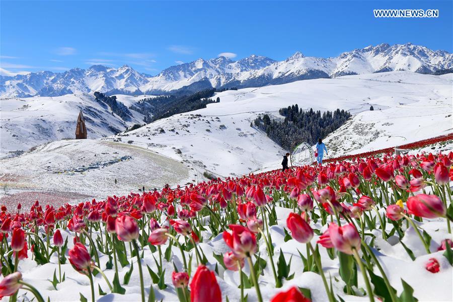 CHINA-XINJIANG-JIANGBULAKE SCENIC SPOT-TULIPS(CN)