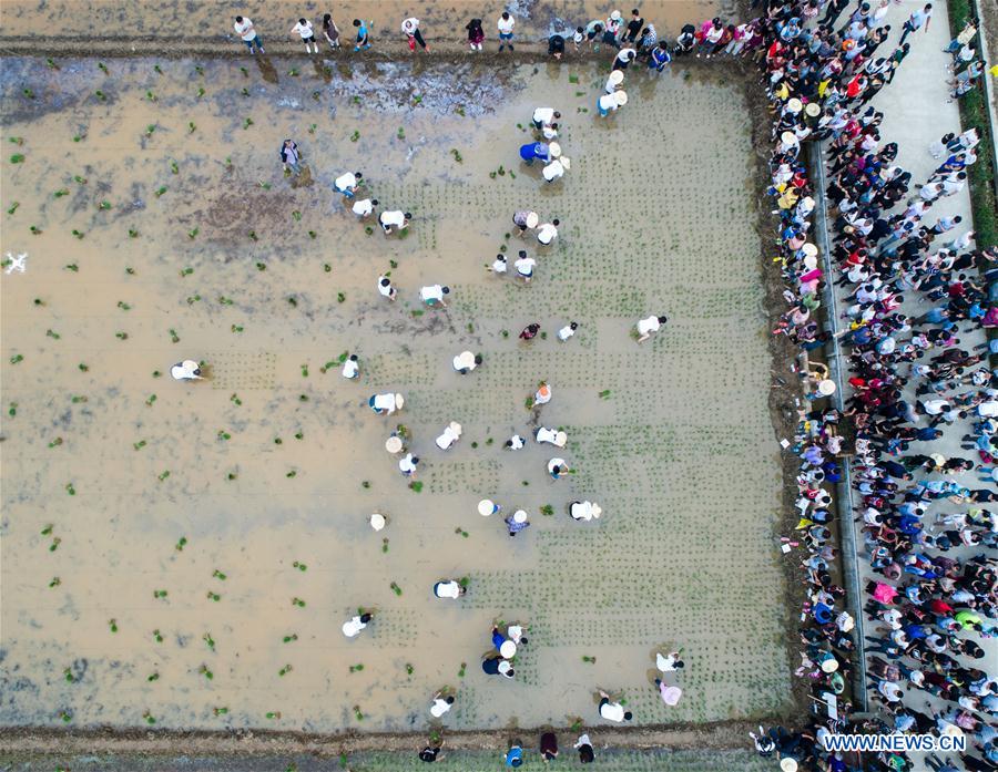 CHINA-ZHEJIANG-RICE TRANSPLANTING GAME (CN)