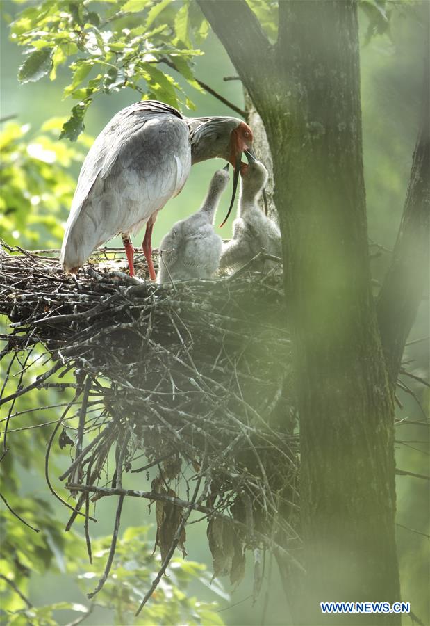 CHINA-SHAANXI-CRESTED IBIS-BREEDING (CN)