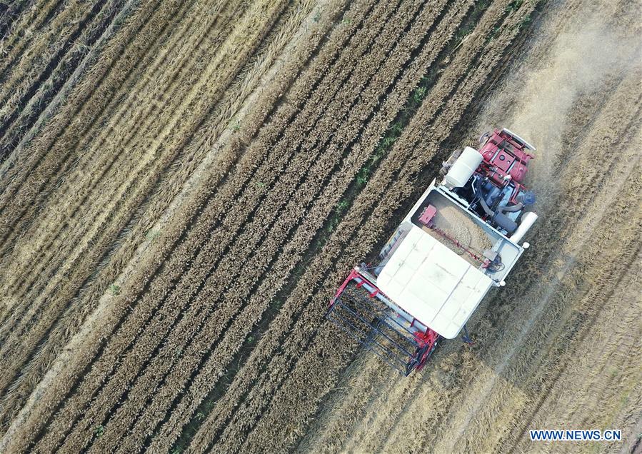 CHINA-HEBEI-WHEAT HARVEST (CN)