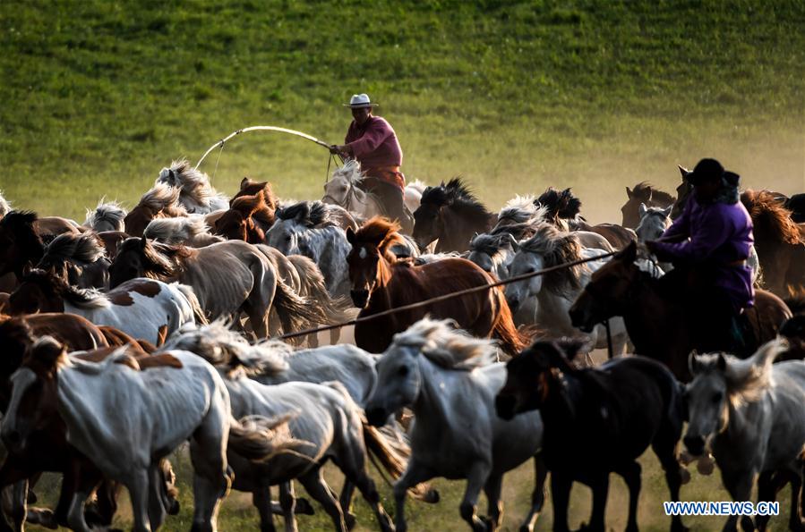 CHINA-INNER MONGOLIA-GRASSLAND-HORSES (CN)