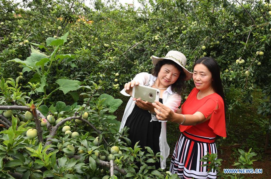 CHINA-YUNNAN-YUANMOU-FRUIT PICKING (CN)