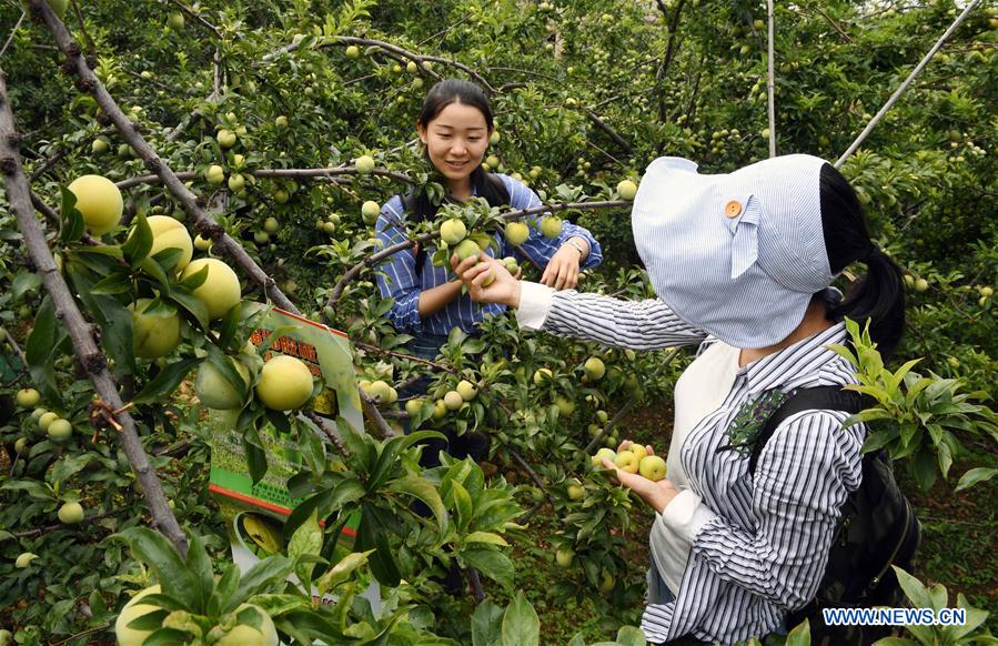 CHINA-YUNNAN-YUANMOU-FRUIT PICKING (CN)