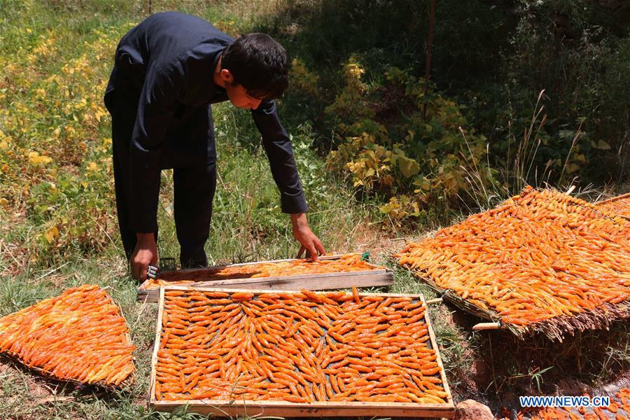 AFGHANISTAN-BAMIYAN-APRICOT FIELD