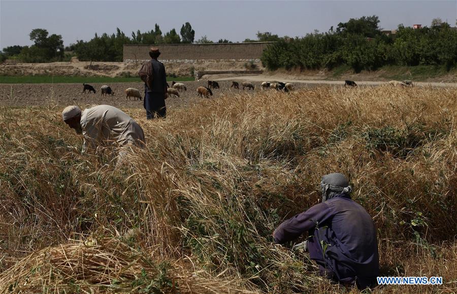 AFGHANISTAN-GHAZNI-FARMER