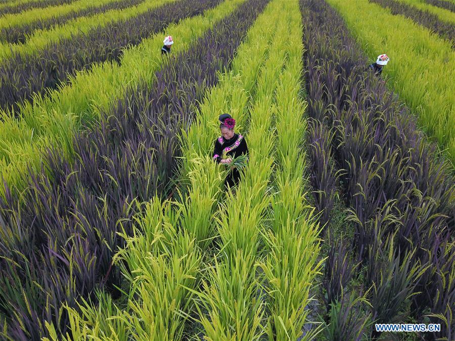 #CHINA-END OF SUMMER-AGRICULTURE(CN)