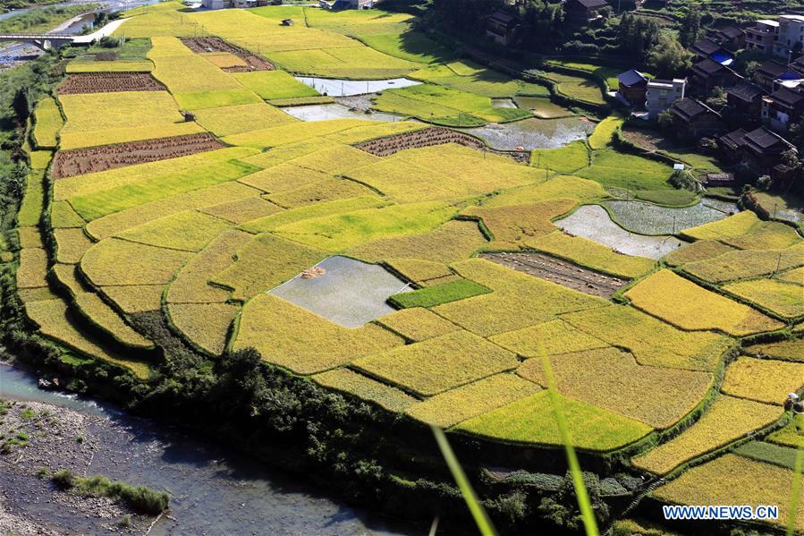 CHINA-AUTUMN-HARVEST(CN)