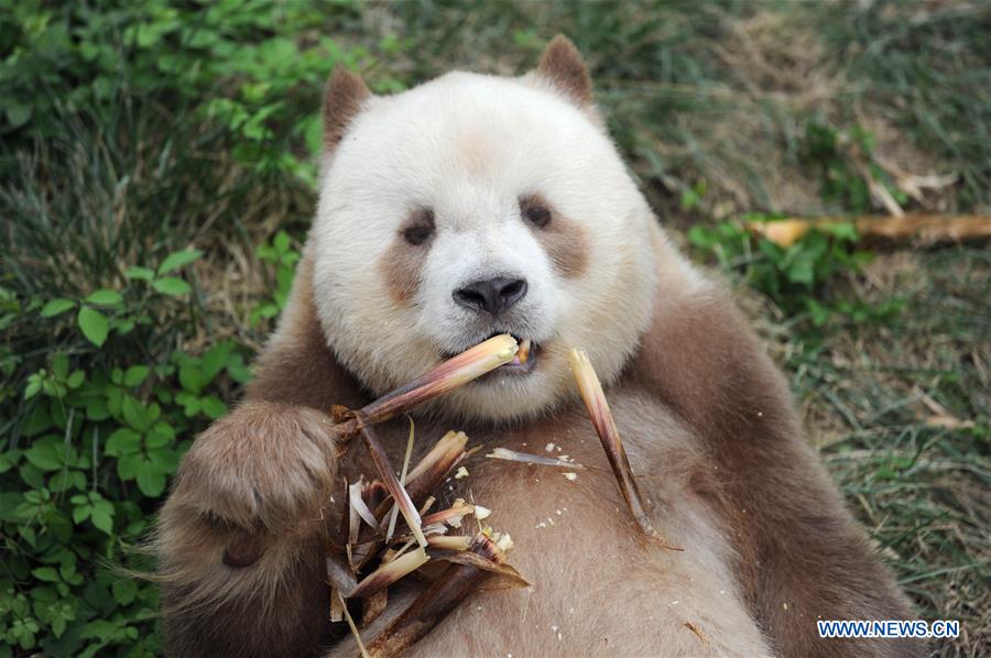 CHINA-SHAANXI-BROWN AND WHITE-QINLING PANDA (CN)