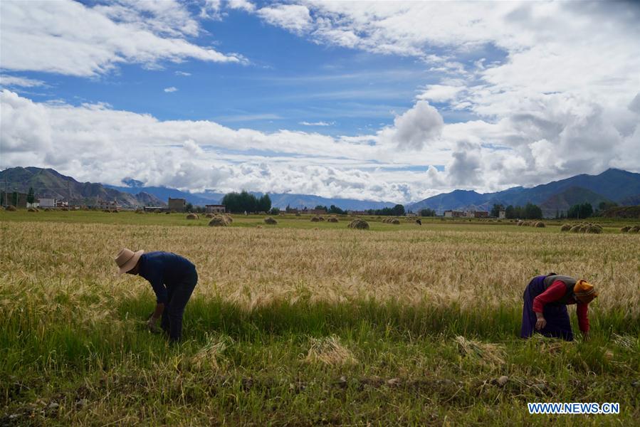 CHINA-TIBET-HIGHLAND BARLEY-HARVEST (CN)