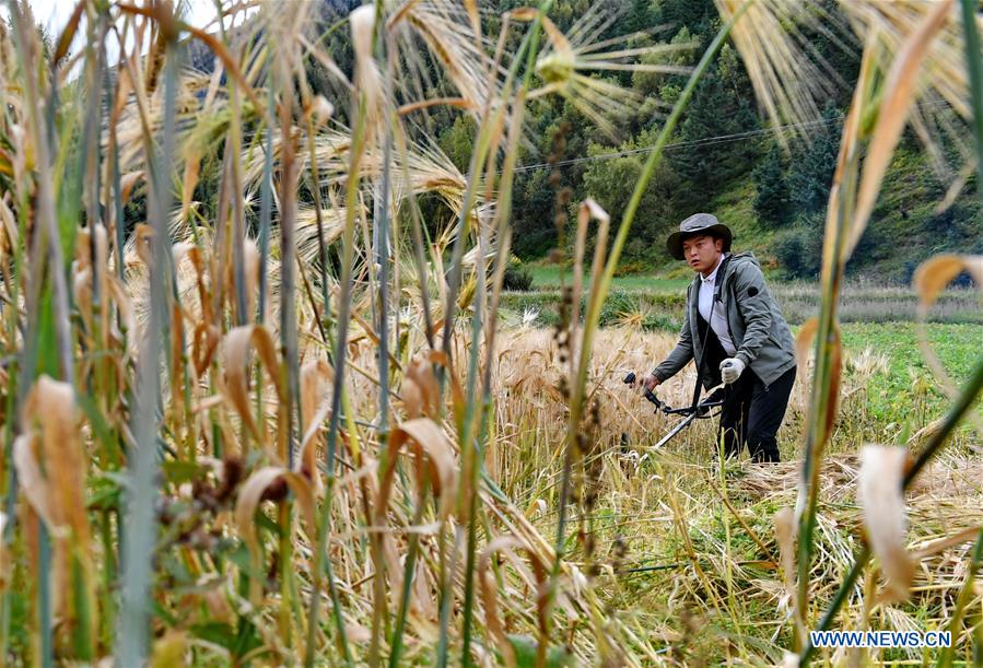 CHINA-TIBET-QAMDO-HIGHLAND BARLEY-HARVEST (CN)