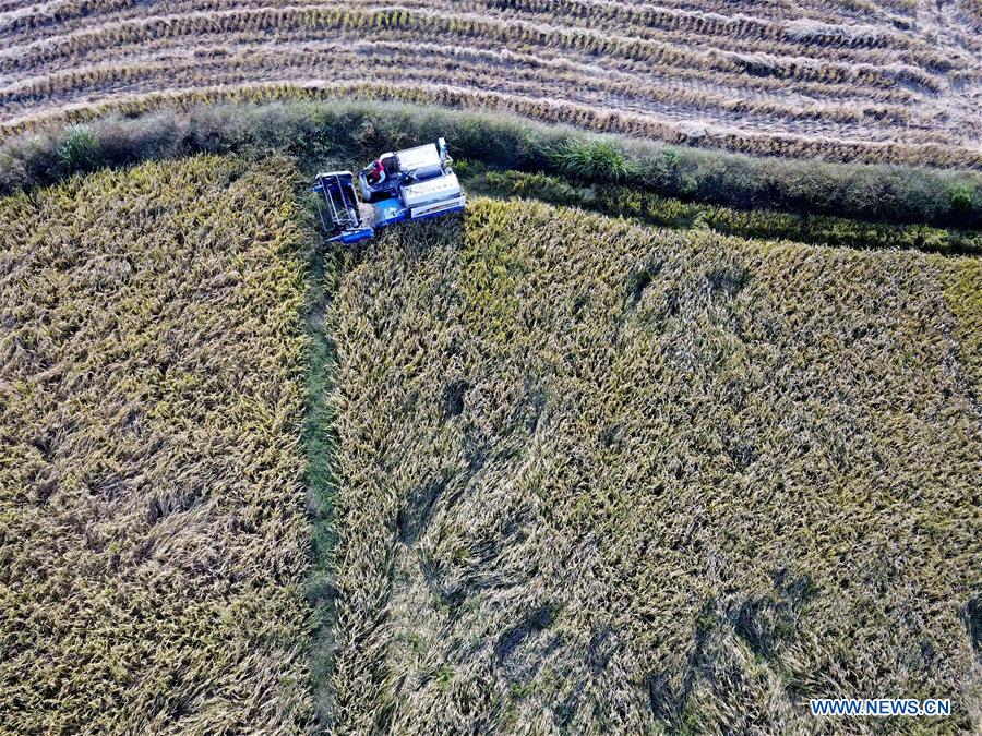 CHINA-ANHUI-FENGYANG-HARVEST (CN)