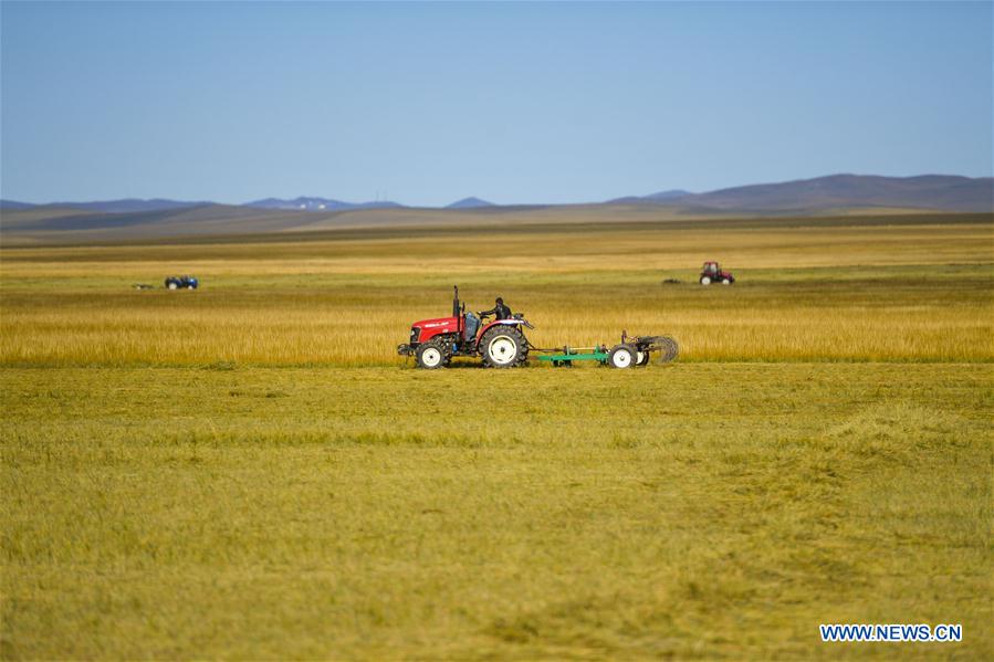 CHINA-INNER MONGOLIA-GRASS-HARVEST (CN)