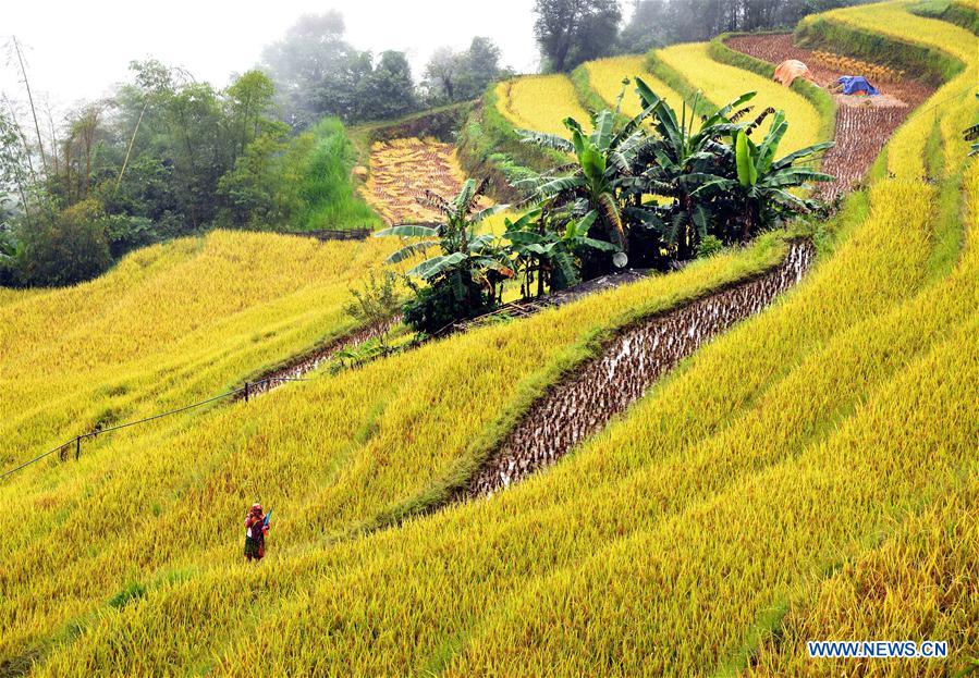 VIETNAM-HA GIANG-TERRACE-SCENERY