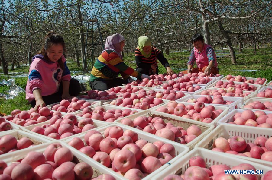 #CHINA-AUTUMN-HARVEST (CN)