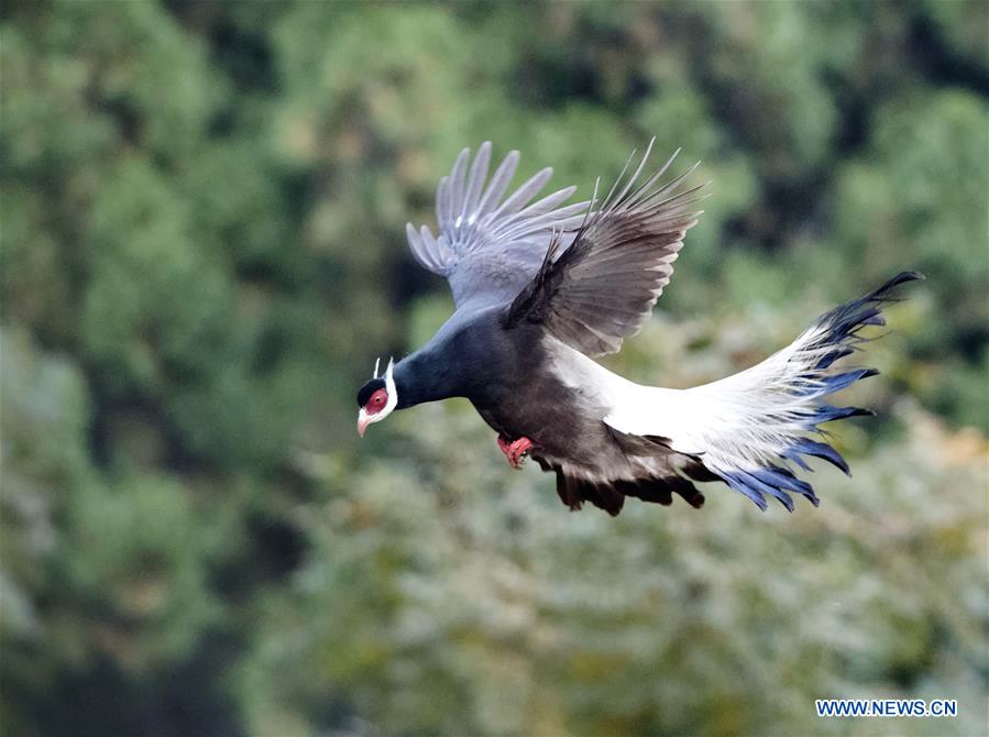 CHINA-SHANXI-JIAOCHENG-BIRD (CN)