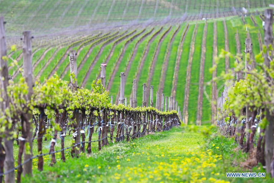 AUSTRALIA-ADELAIDE-WINEMAKER-CHINESE MARKET