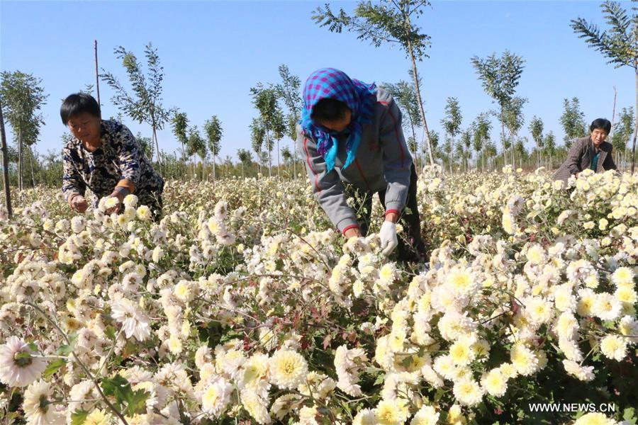 #CHINA-AUTUMN-HARVEST (CN)