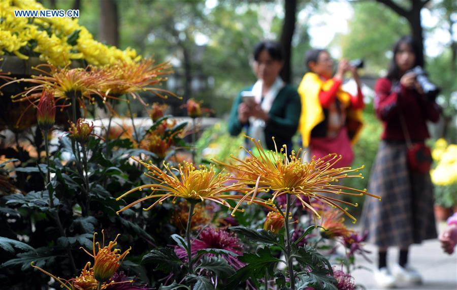 #CHINA-CHRYSANTHEMUM-TOURISM (CN)