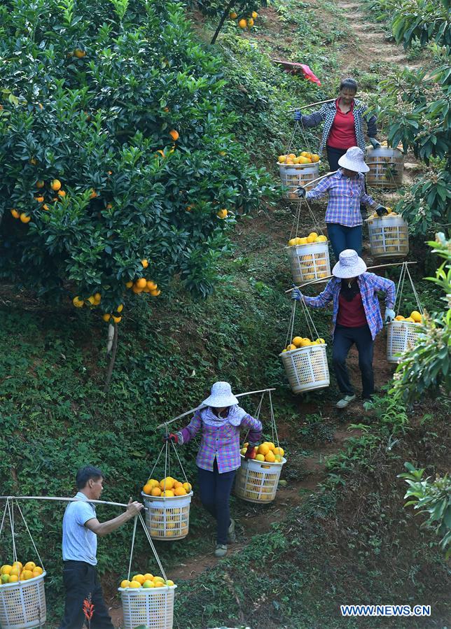 CHINA-JIANGXI-NAVEL ORANGE-HARVEST(CN)