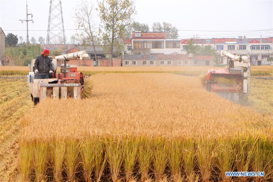 #CHINA-JIANGSU-RICE-HARVEST (CN)