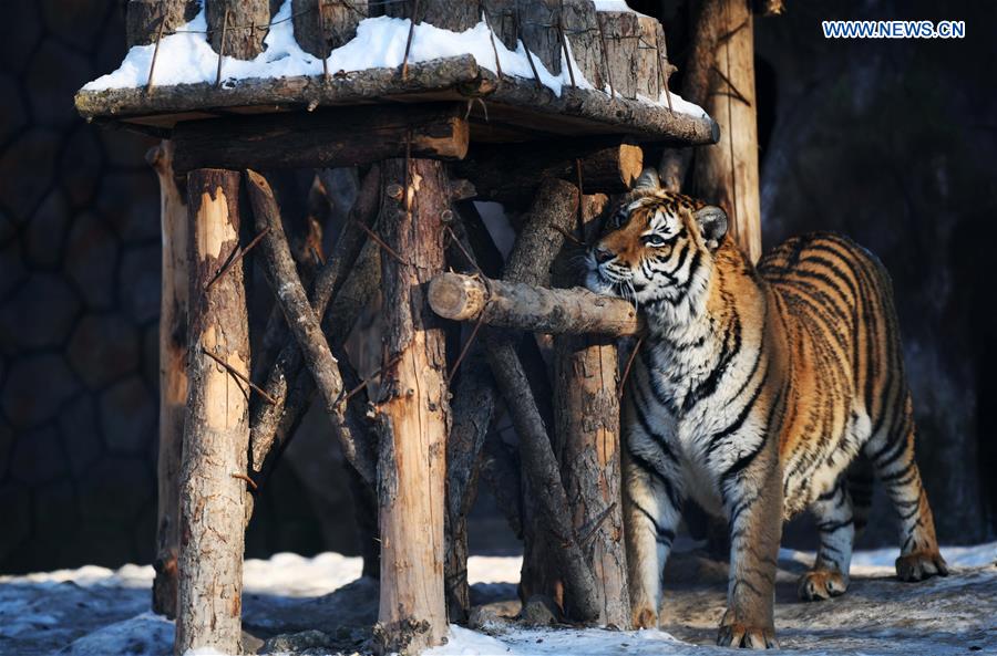 CHINA-HEILONGJIANG-SIBERIAN TIGER (CN)