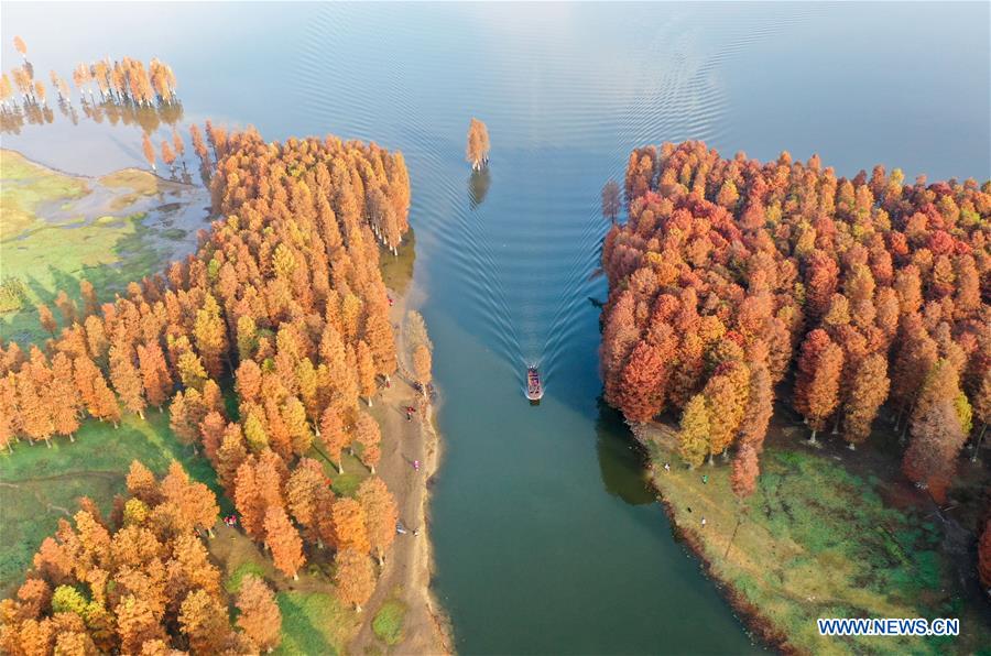 #CHINA-ZHEJIANG-YUYAO-TAXODIUM ASCENDENS (CN)