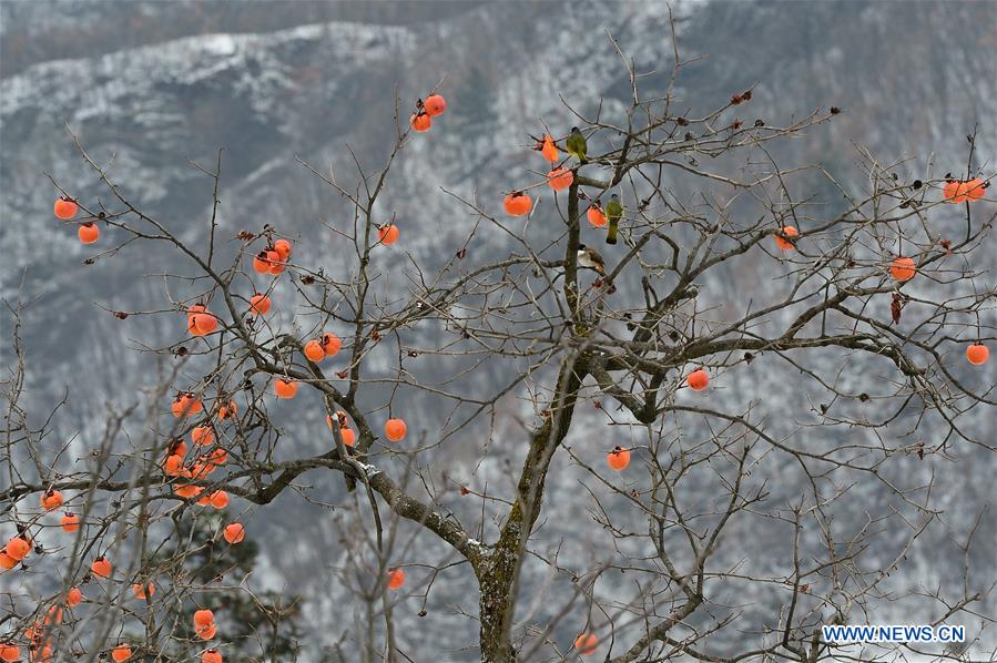 #CHINA-HUBEI-BAOKANG-SNOW-PERSIMMON (CN)