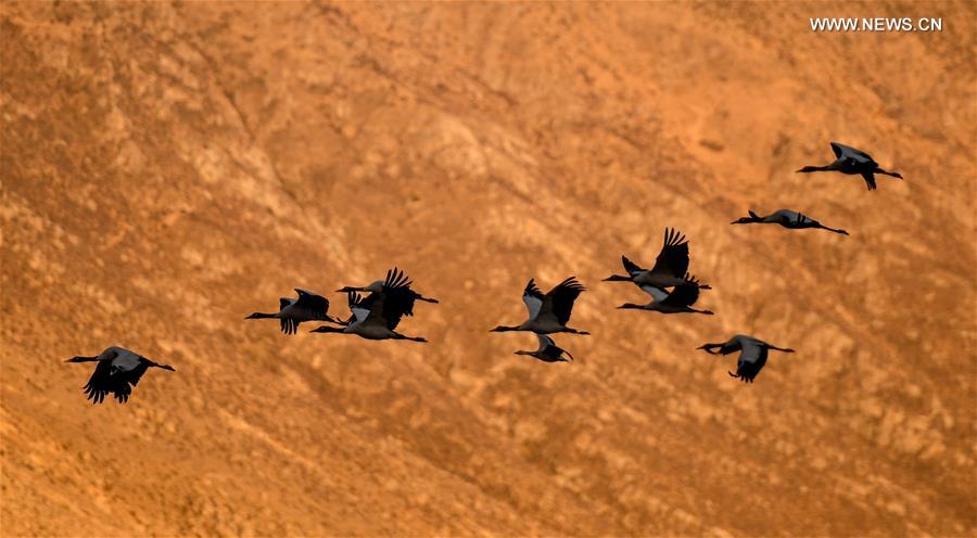 (InTibet)CHINA-ENDANGERED SPECIES-BLACK-NECKED CRANE (CN)